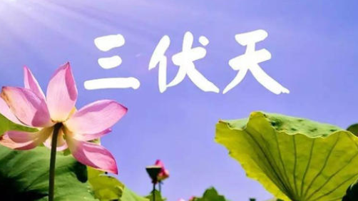 入伏，或开启蒸煮模式-香蕉视频APP破解版香蕉视频黄下载机